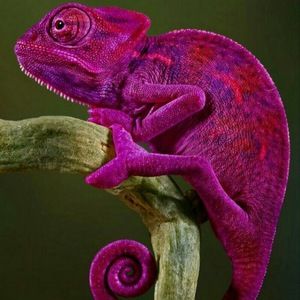 Meet your Posher, Moussa